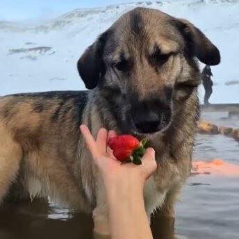 Frægasti hundur Íslands er sex ára í dag