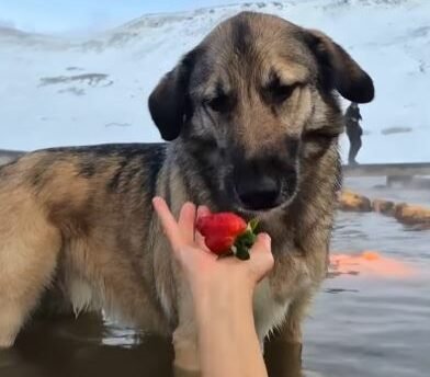 Dorrit dekrar við Samson.
Ljósmynd: Instagram-skjáskot