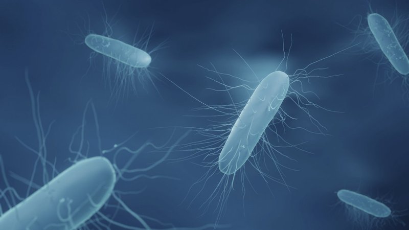 Listeria monocytogenes