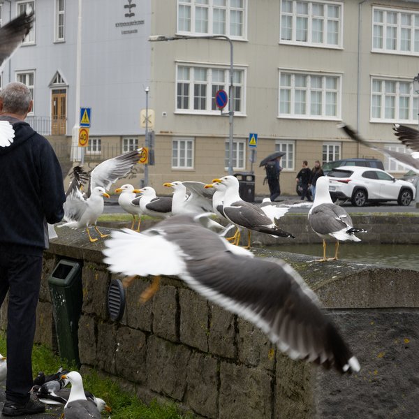 Fuglainflúensa greinist í mávum á Íslandi
