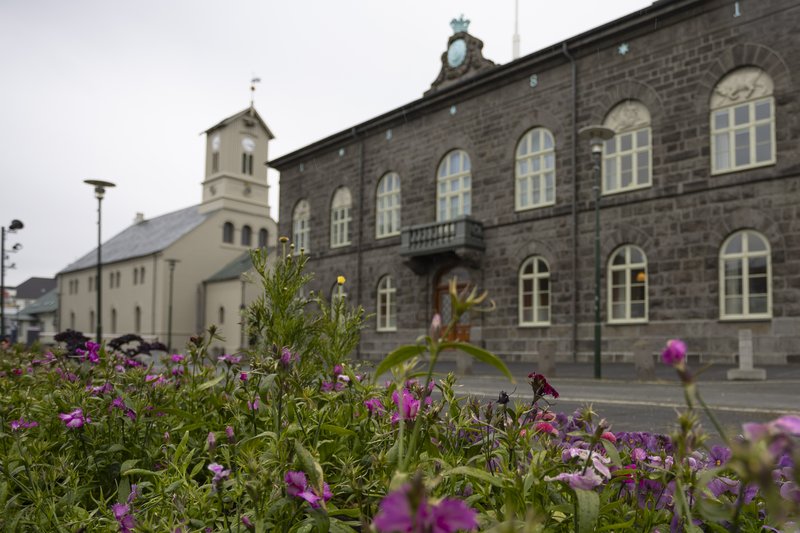 Alþingishús og Dómkirkja, gróður í forgrunni
