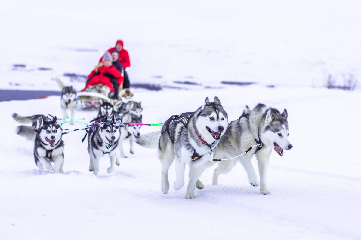 goHusky